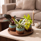 3× Baby Philodendron Tricolour incl. Copper Reef – Ø6 cm, 10–15 cm høj