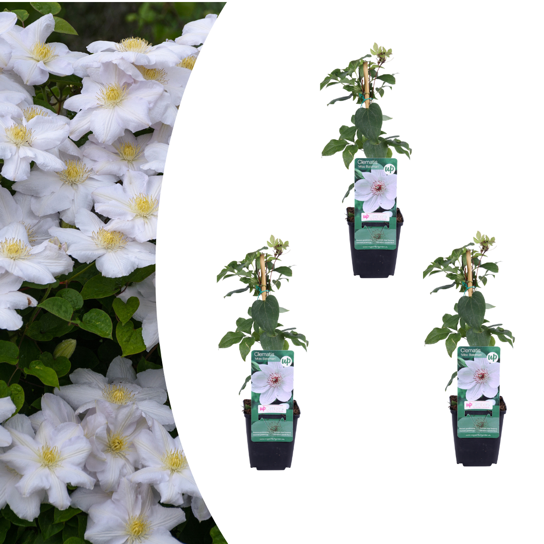 Clematis 'Miss Bateman' (bosrank) – 3 planten
