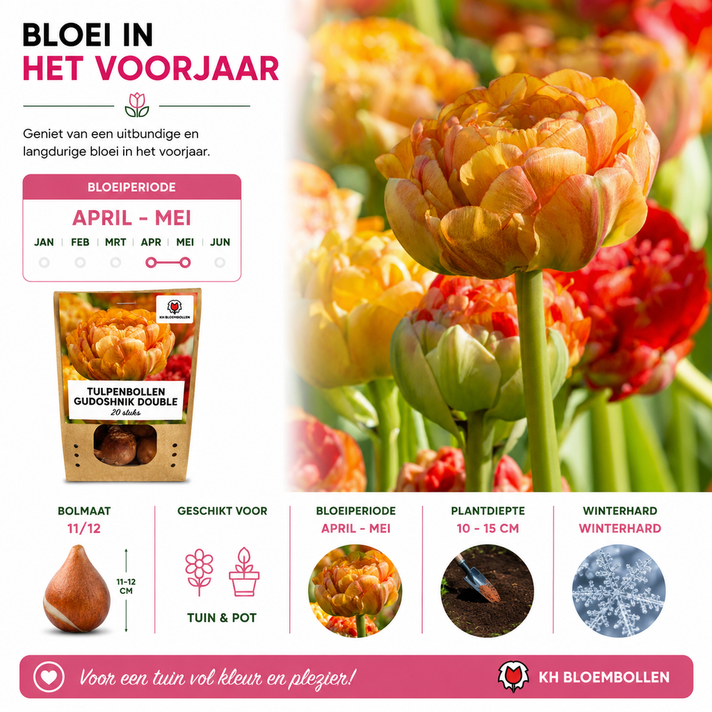 Tulipe 'Gudoshnik Double' – 20 bulbes (calibre 11/12)