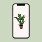Spathiphyllum Diamond (lepelplant) – Ø12 cm, 40 cm hoog