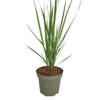 Panicum virgatum 'Northwind' (herbe à doigt) – 3 plants, Ø12 cm