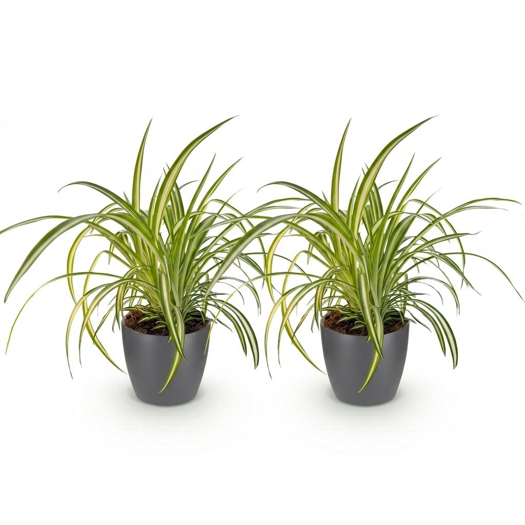 2× Chlorophytum comosum Variegatum (Grünlilie) im grauen Ziermännchen-Topf – Ø 12 cm, 20 cm hoch