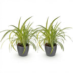 2× Chlorophytum comosum Variegatum (Grünlilie) im grauen Ziermännchen-Topf – Ø 12 cm, 20 cm hoch