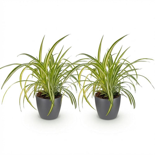 2× Chlorophytum comosum Variegatum (Grünlilie) im grauen Ziermännchen-Topf – Ø 12 cm, 20 cm hoch