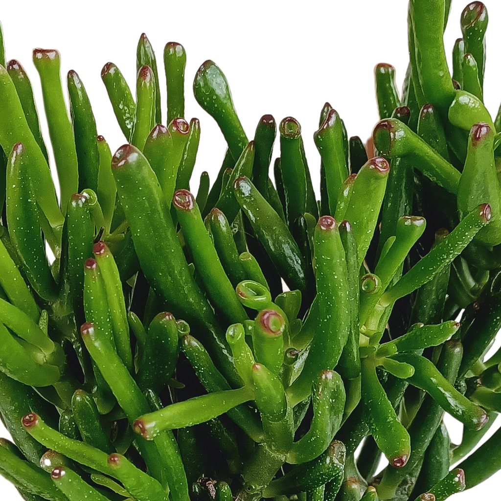 Crassula gollum (jadeplant) – Ø17 cm, 27 cm hoog