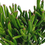 Crassula gollum (jadeplant) – Ø17 cm, 27 cm hoog