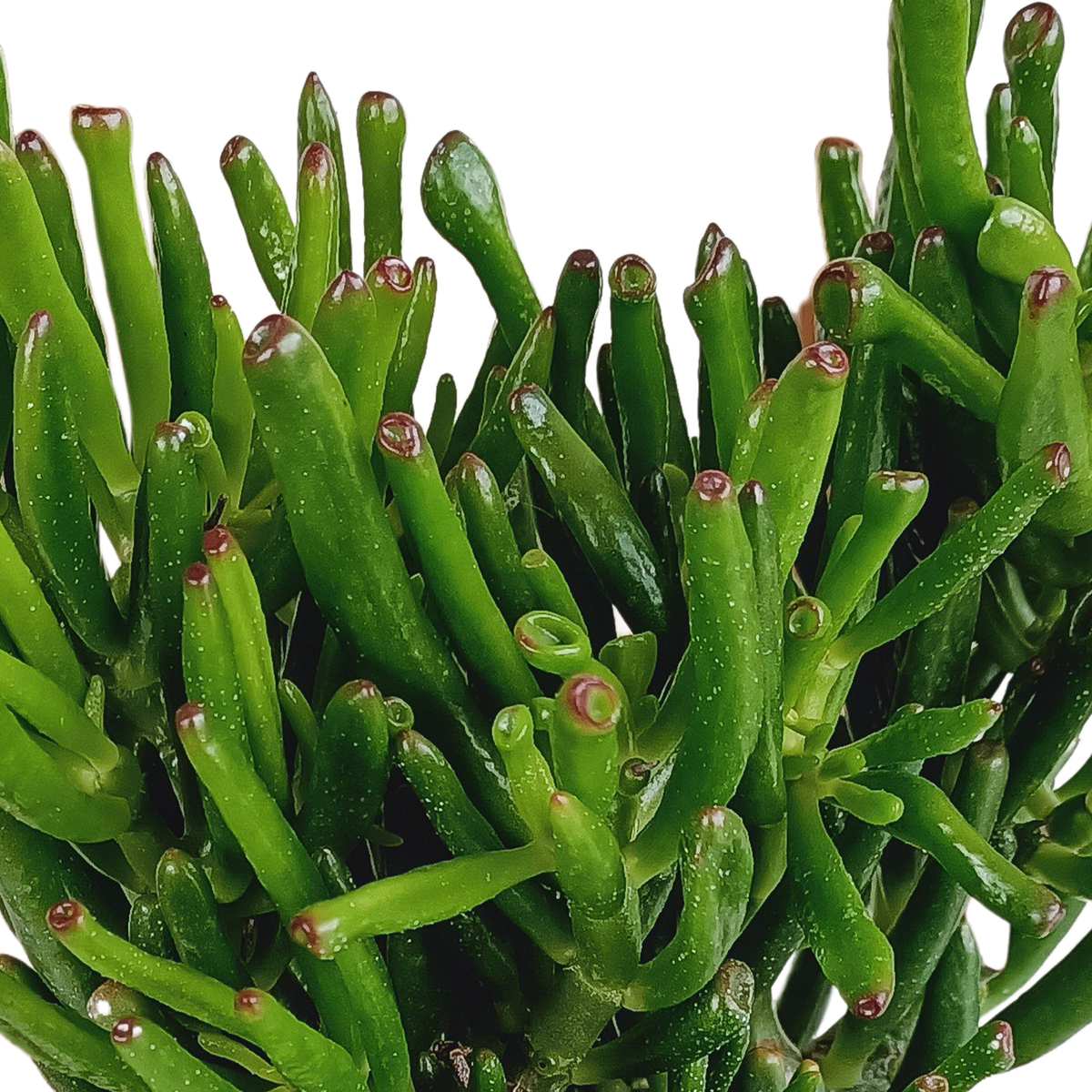 Crassula gollum (jadeplant) – Ø17 cm, 27 cm hoog