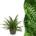 Nephrolepis exaltata Green Lady (sword fern) in grey Potter decorative pot – Ø12 cm, 25 cm high
