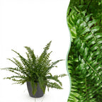 Nephrolepis exaltata Green Lady (sword fern) in grey Potter decorative pot – Ø12 cm, 25 cm high