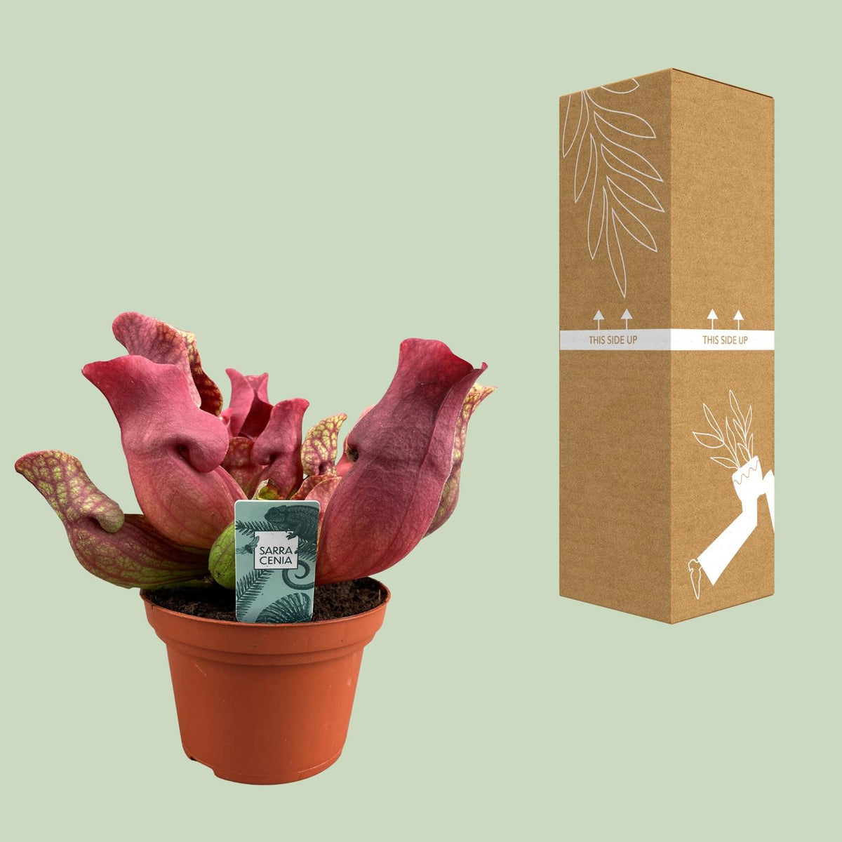 Sarracenia Maroon (trompetbægerplante) – Ø12 cm, 23 cm høj