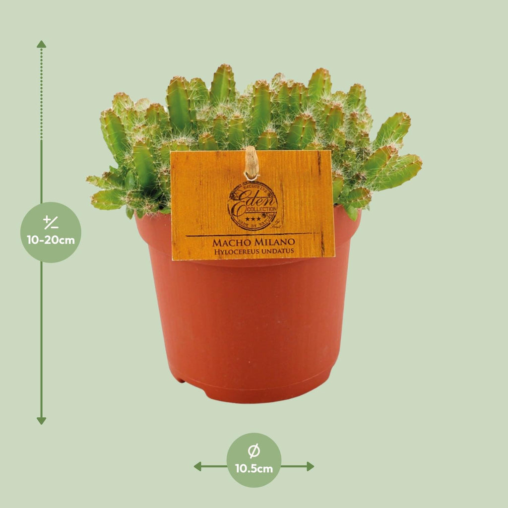 Hylocereus Undatus (Cactaceae) – Ø11 cm, 15 cm hoog