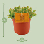 Hylocereus Undatus (Cactaceae) – Ø11 cm, 15 cm hoog