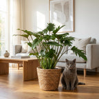 Philodendron Xanadu med kurv – Ø19 cm, 60 cm høj