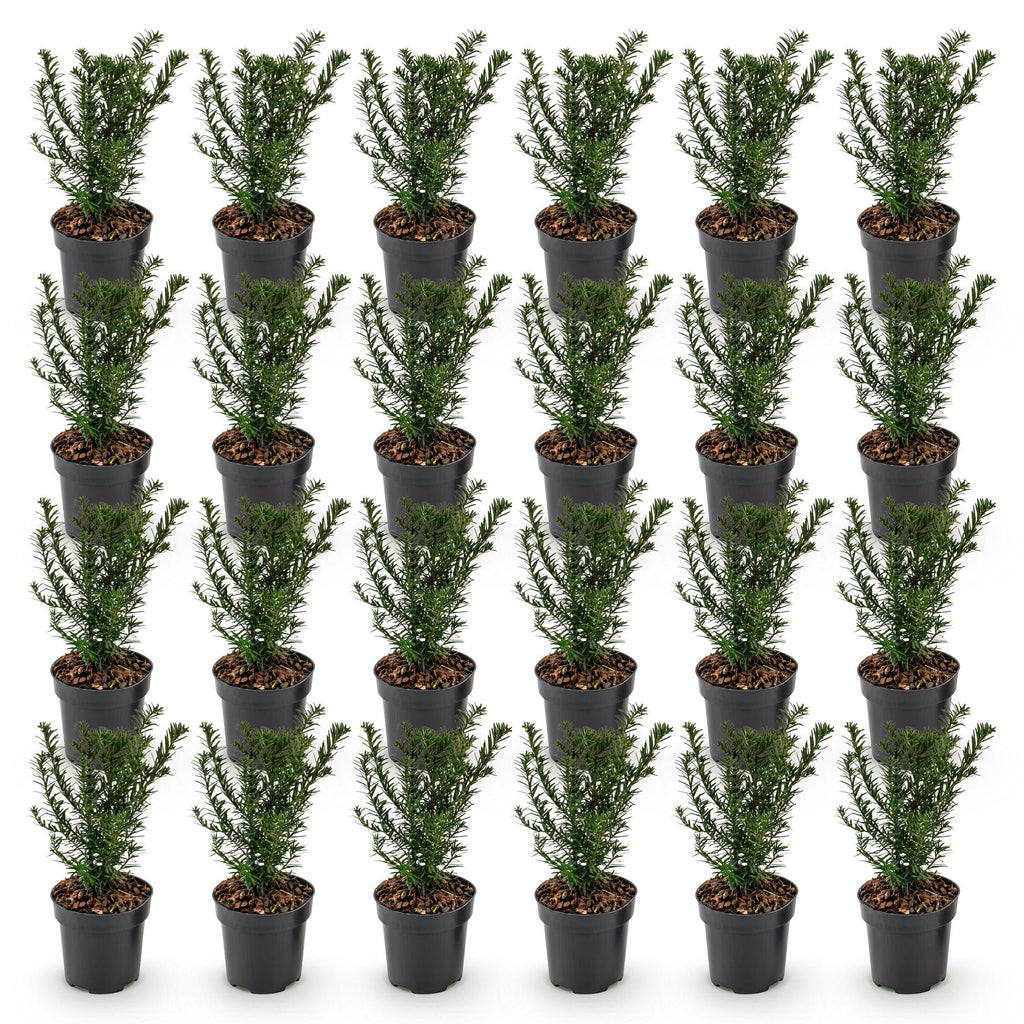 Taxus baccata (if – photo 2