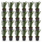 Taxus baccata (if