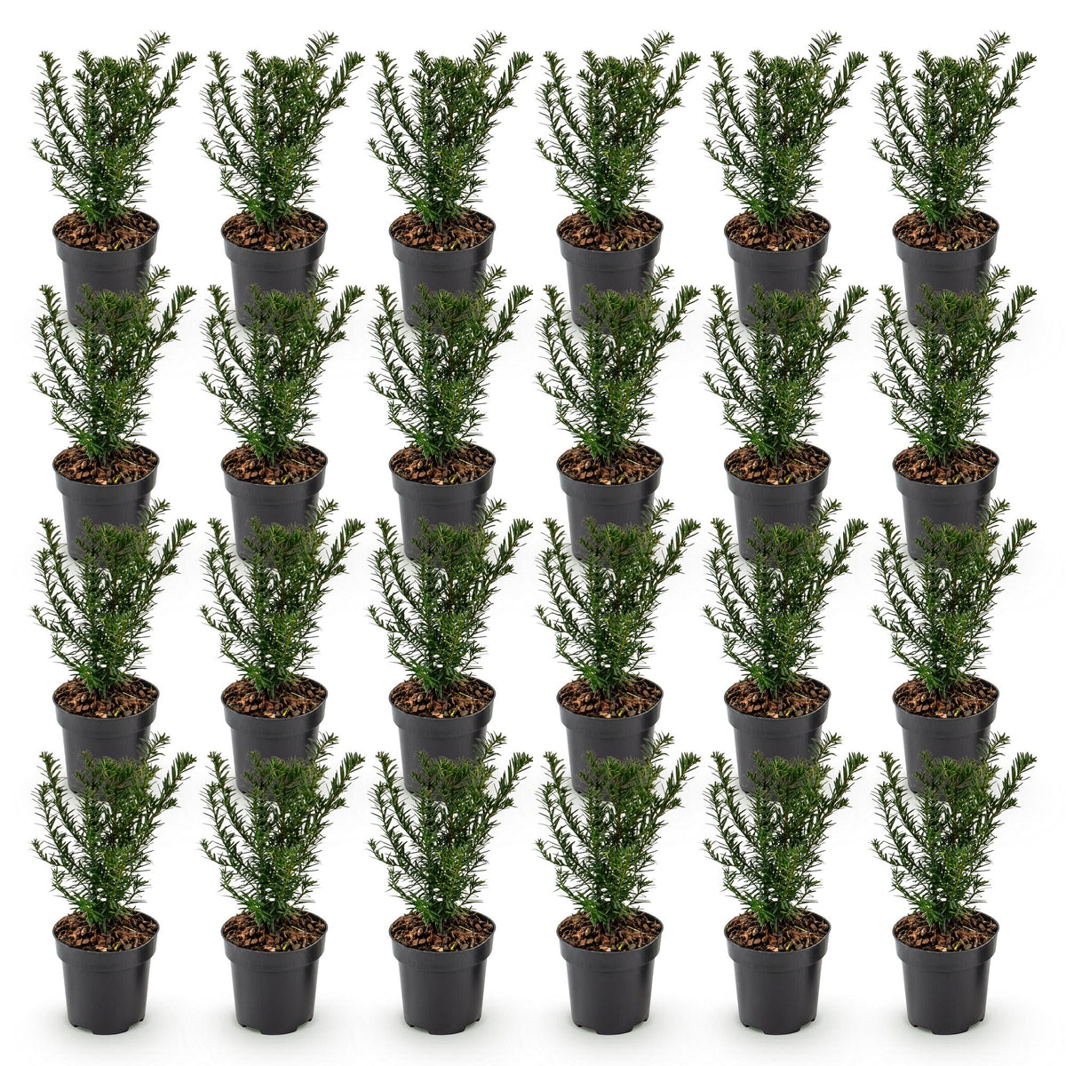 Taxus baccata (if – photo 2