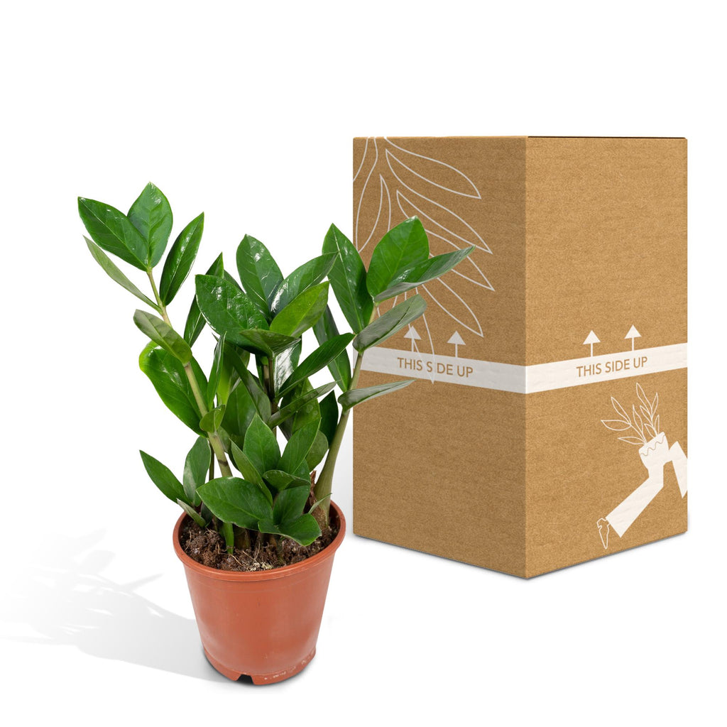 Zamioculcas (plante ZZ) – Ø 12 cm, 35 cm de haut