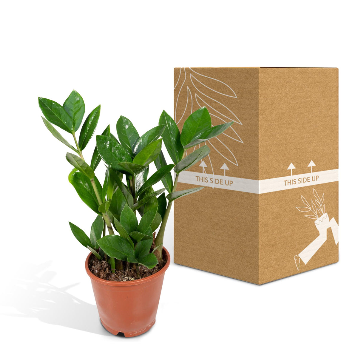 Zamioculcas (zz-plant) – Ø12 cm, 35 cm hoog