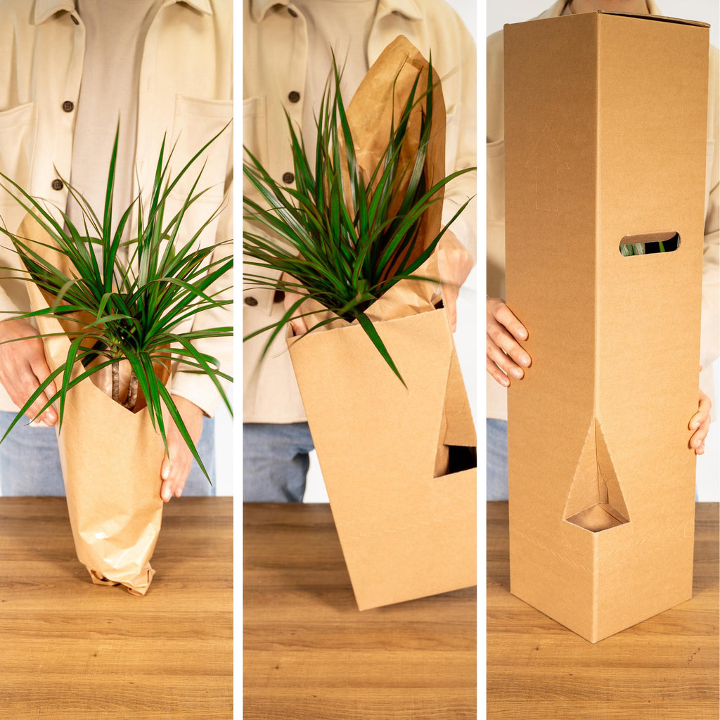 10× Plantenmix – Ø12 cm, 30 cm hoog