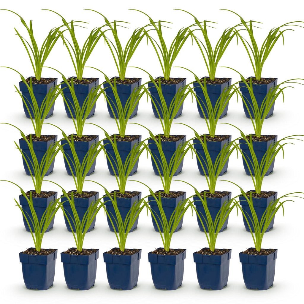 Hemerocallis 'Tricolour' (hémérocallis) – crème-jaune-rouge – 24 plants, Ø11 cm, 15–25 cm de haut – photo 2