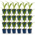 Hemerocallis 'Tricolour' (daylily) – cream-yellow-red – 24 plants, Ø11 cm, 15–25 cm high