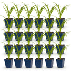 Hemerocallis 'Tricolour' (hémérocallis) – crème-jaune-rouge – 24 plants, Ø11 cm, 15–25 cm de haut