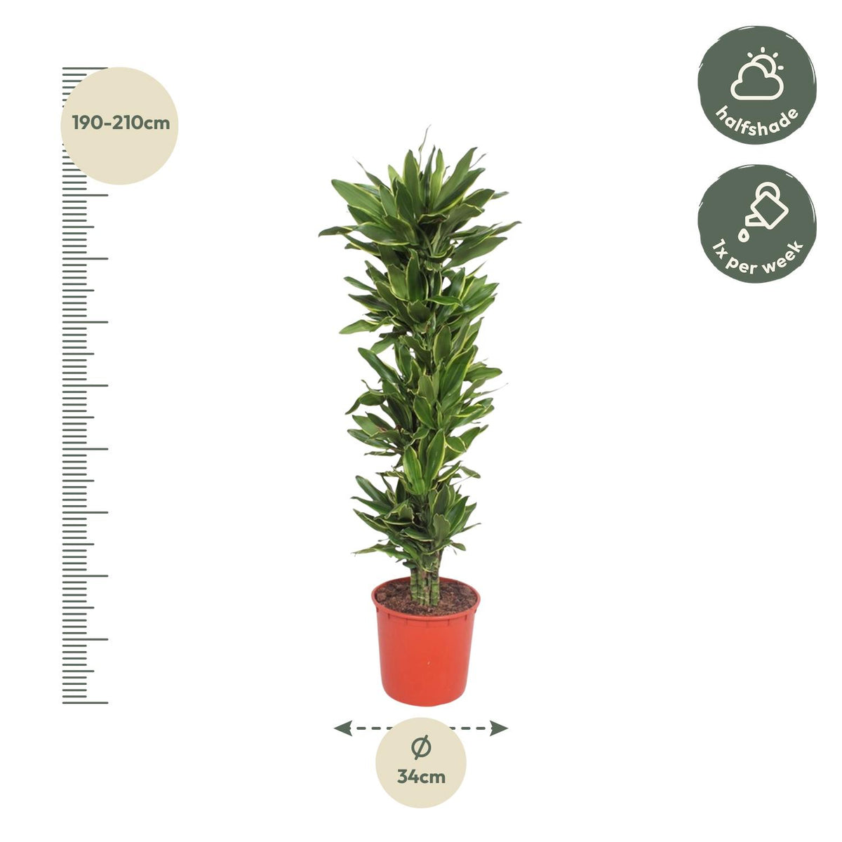 Dracaena Golden Coast (drakenboom) – Ø34 cm, 200 cm hoog