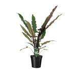 Alocasia Lauterbachiana (olifantsoor) – Ø19 cm, 80 cm hoog