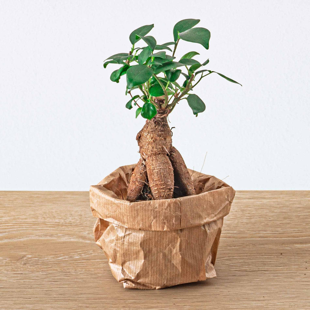 Bonsaï Ficus Ginseng – Ø6 cm – microcarpa cm
