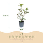 Olive willow (Elaeagnus) – 24 plants, Ø9 cm, 25–35 cm high