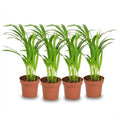 4× Areca Dypsis Lutescens (Goldfarn) – Ø12 cm, 40 cm hoch