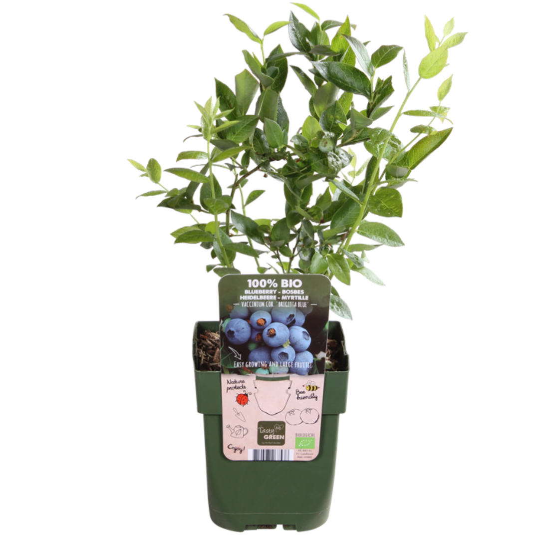 Organic bunchberry (Vaccinium corymbosum) – 3 plants, Ø13 cm, 20 cm high – photo 7