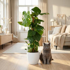 Monstera deliciosa (Fensterblatt) im weißen Übertopf – Ø 19 cm, 90 cm hoch