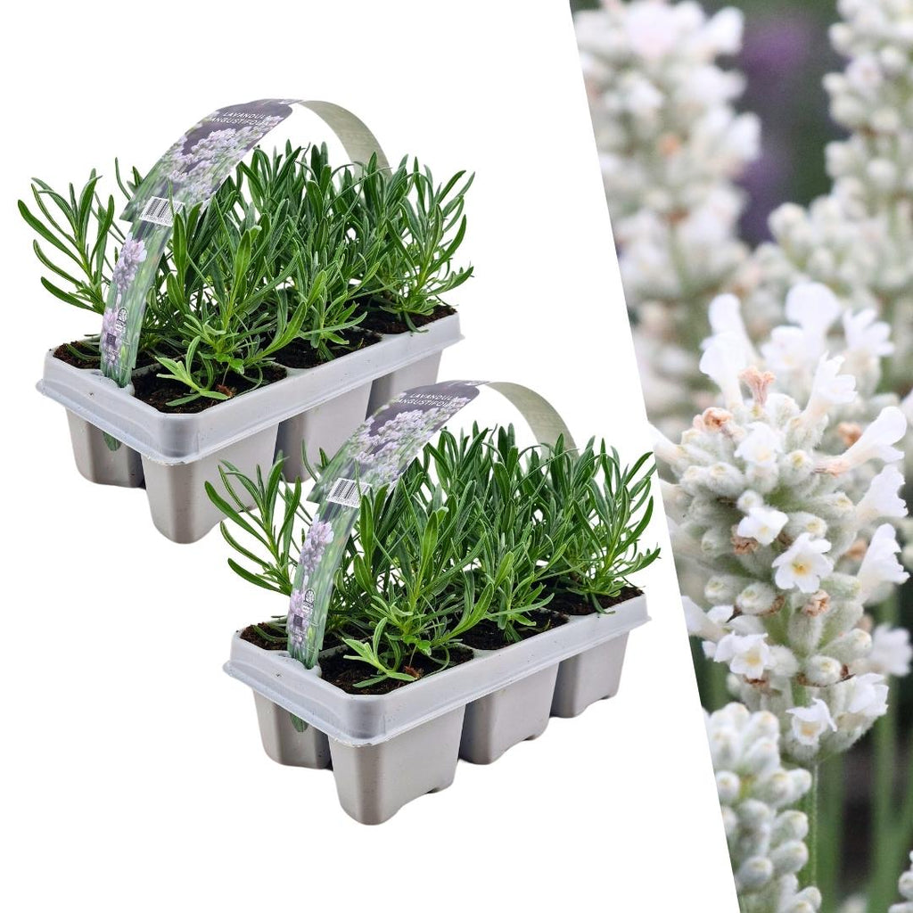 Lavender (Lavandula) – 12 plants, Ø7 cm, 15 cm high – x white x