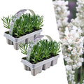 Lavender (Lavandula) – 12 plants, Ø7 cm, 15 cm high – x white x