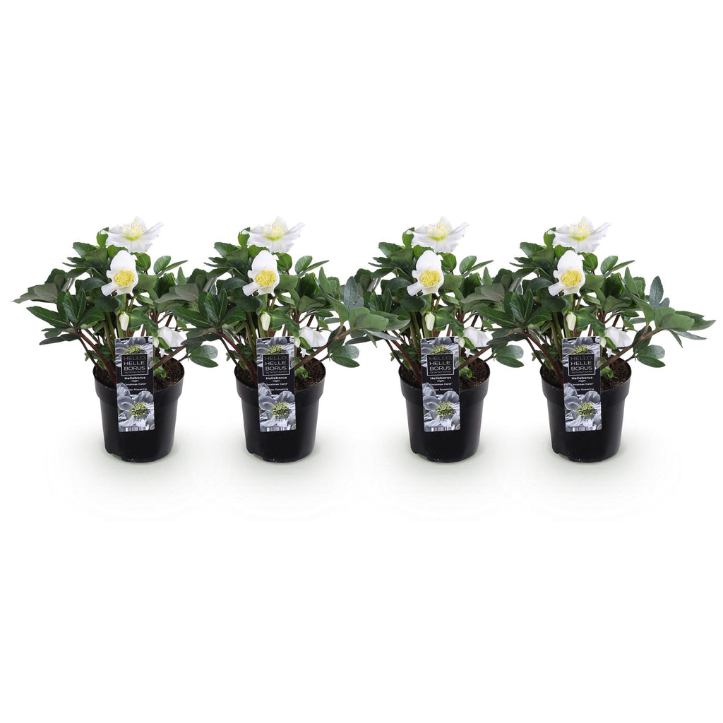 Helleborus 'Christmas Carol' (witte bloem) – 4 planten, Ø11 cm, 25 cm hoog – foto 2