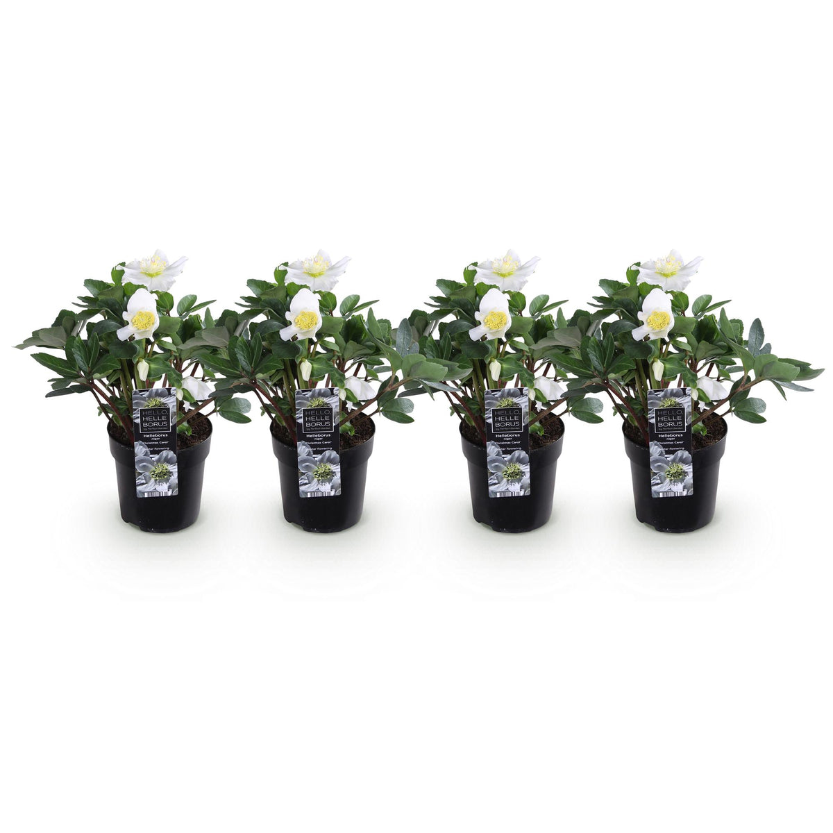 Helleborus 'Christmas Carol' (witte bloem) – 4 planten, Ø11 cm, 25 cm hoog – foto 2
