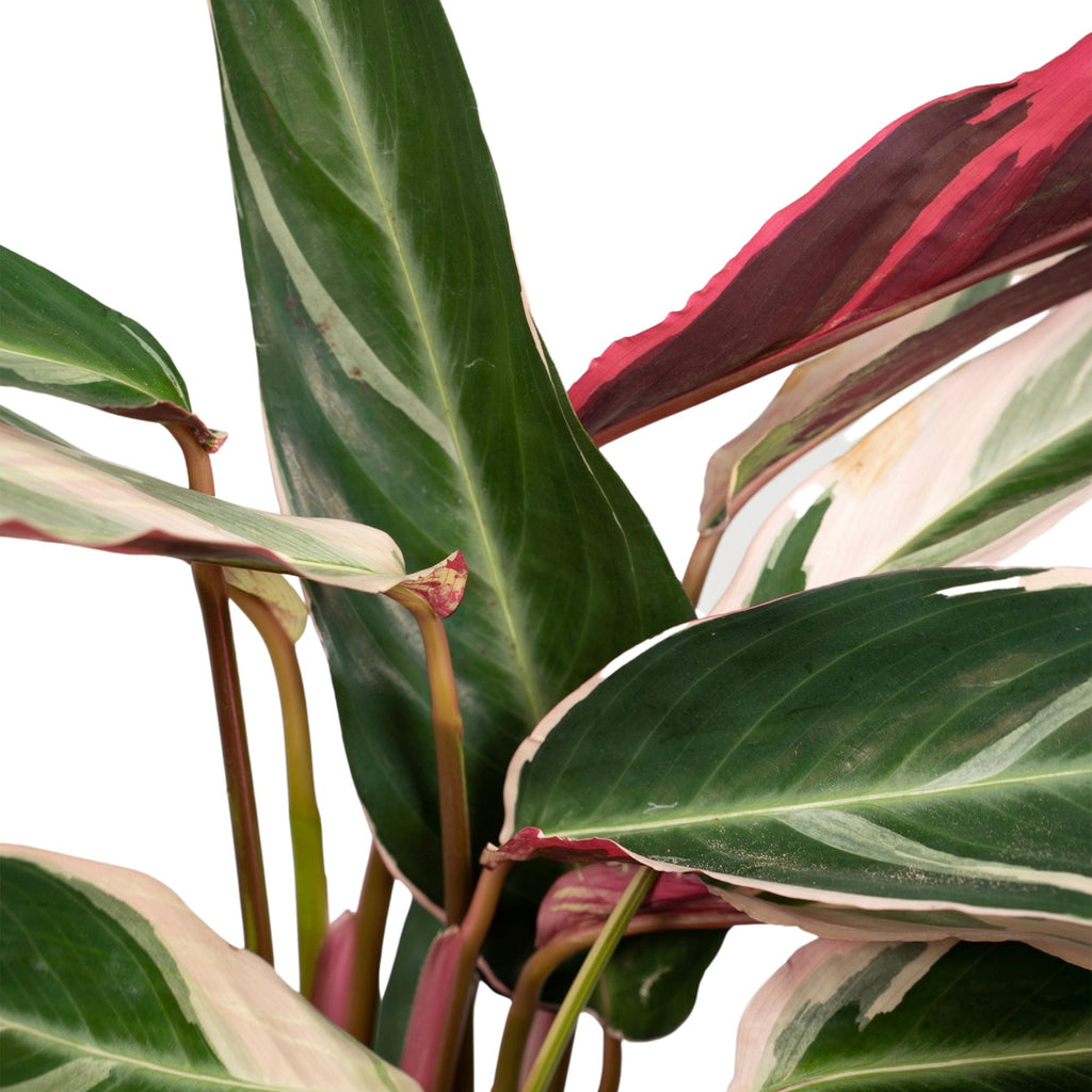 Calathea Triostar – Ø19 cm, 70 cm hög