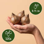 Zomerklokje (Leucojum aestivum) – 320 bloembollen (bolmaat 8/9)