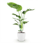 Strelitzia nicolai (white bird of paradise) in a white Potter decorative pot – Ø21 cm, 110–120 cm tall