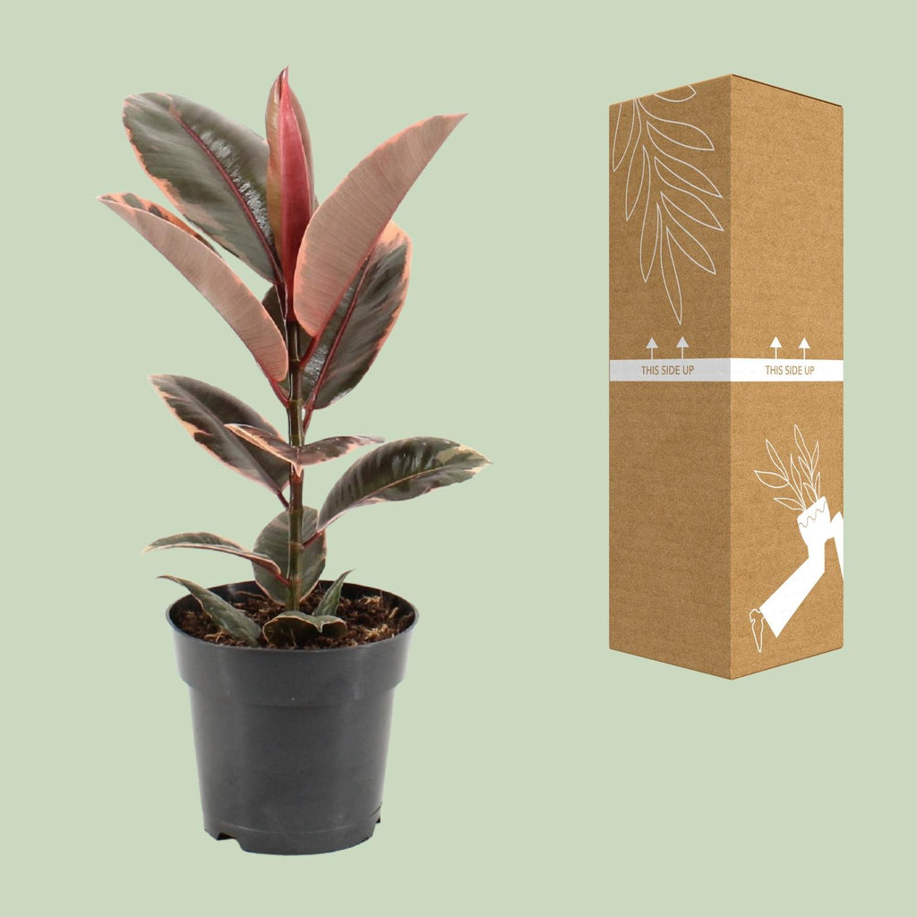 Ficus elastica Belize (gummitræ) – Ø17 cm, 55 cm høj