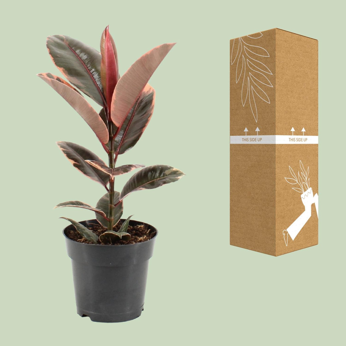 Ficus elastica Belize (rubberplant) – Ø17 cm, 55 cm hoog