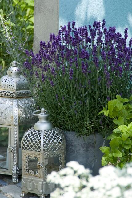 Lavandula 'Hidcote' (lavande) – 12 plants, Ø9 cm, 10–25 cm de haut – photo 5