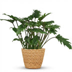 Philodendron Xanadu med kurv – Ø19 cm, 60 cm høj