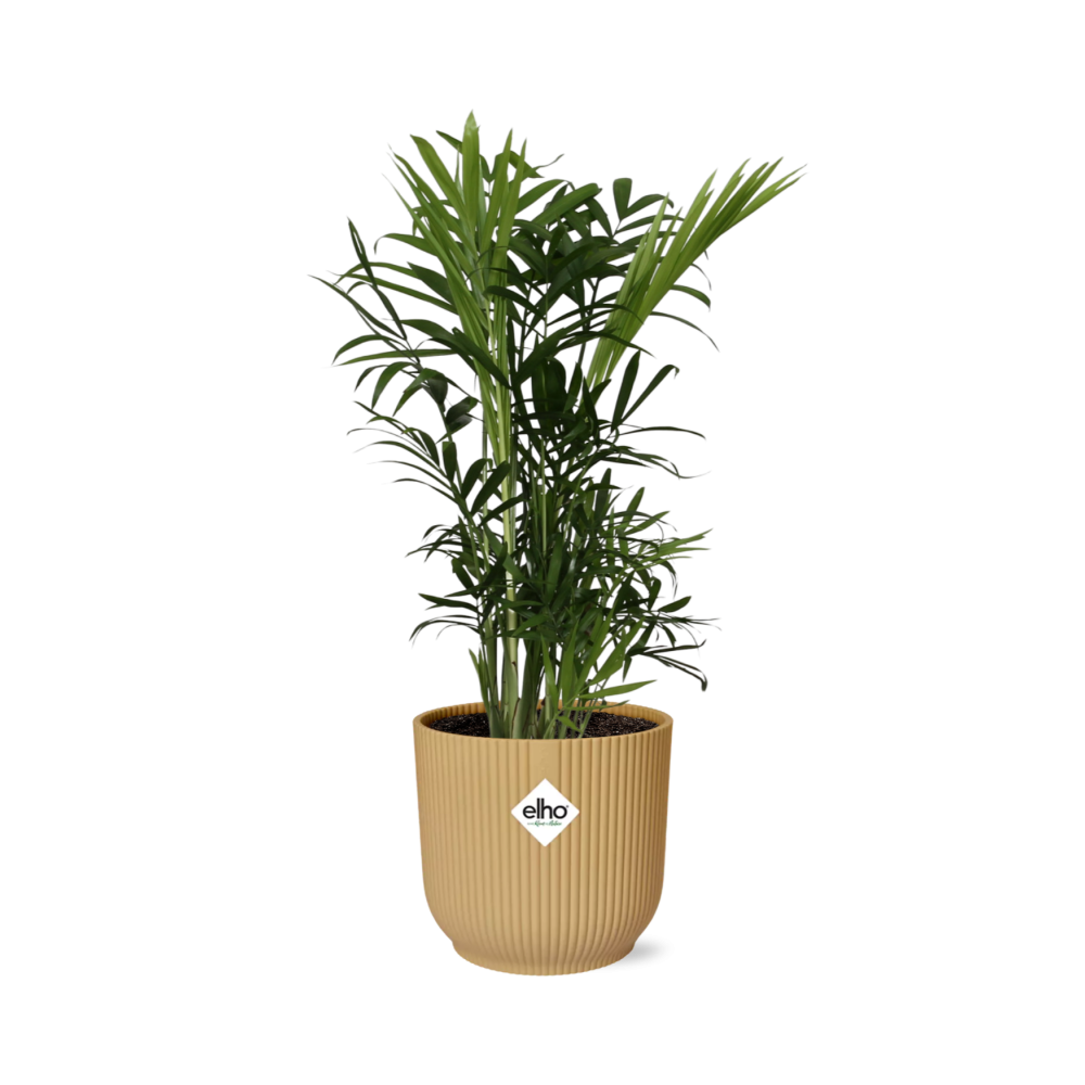 Chamaedorea elegans i ELHO Vibes Fold 14 cm gul (bergpalm) – 40 cm hög