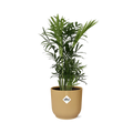 Chamaedorea elegans i ELHO Vibes Fold 14 cm gul (bergpalm) – 40 cm hög