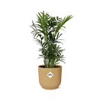 Chamaedorea elegans i ELHO Vibes Fold 14 cm gul (bergpalm) – 40 cm hög