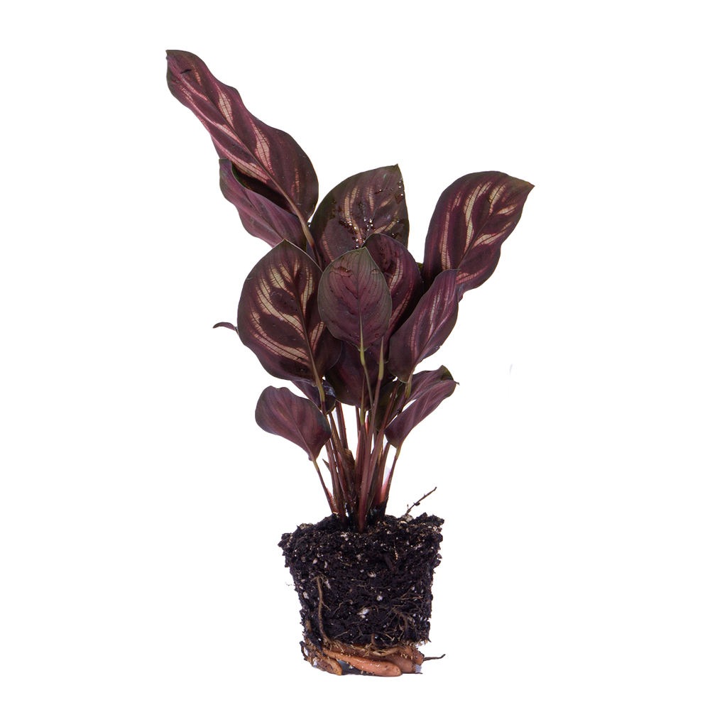 Calathea makoyana – Ø6 cm