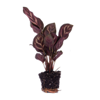Calathea makoyana – Ø6 cm