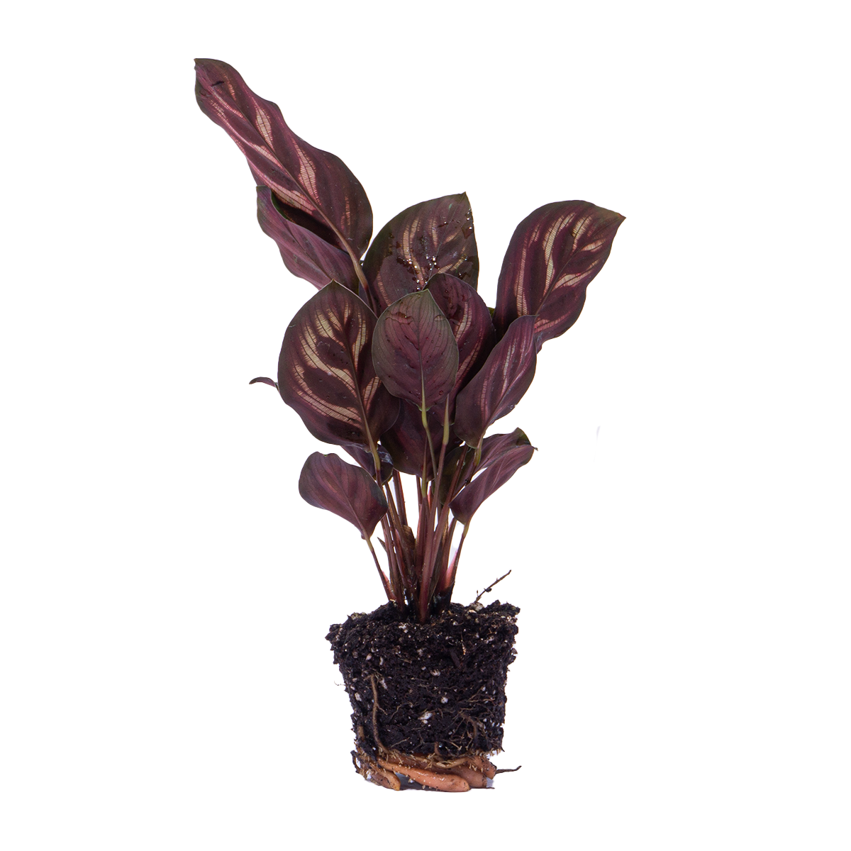 Calathea makoyana – Ø6 cm